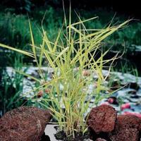 Moeringswaterplanten Bont riet (Phragmites Australis â€œvariegataâ€) moerasplant - 6 stuks