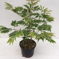 Plantenwinkel.nl Japanse esdoorn (Acer Japonicum "Aconitifolium") heester - 30-40 cm - 1 stuks