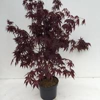 Plantenwinkel.nl Japanse esdoorn (Acer palmatum "Bloodgood") heester - 60-70 cm - 1 stuks