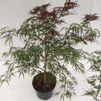 Plantenwinkel.nl Japanse esdoorn (Acer palmatum "Ornatum") heester - 40-50 cm - 1 stuks
