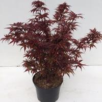 Plantenwinkel.nl Japanse esdoorn (Acer palmatum "Shaina") heester - 40-50 cm - 1 stuks