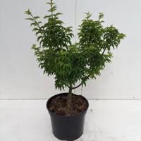 Plantenwinkel.nl Japanse esdoorn (Acer palmatum "Shishigashira") heester - 30-40 cm - 1 stuks