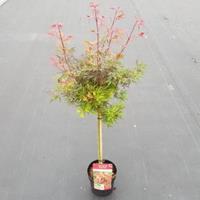 Plantenwinkel.nl Japanse esdoorn op stam (Acer palmatum "Shaina") heester