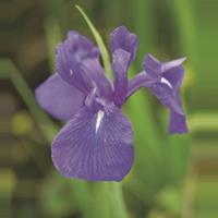 Moeringswaterplanten Blauwe Japanse iris (Iris Laevigata â€œBlueâ€) moerasplant - 6 stuks