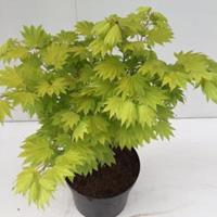 Plantenwinkel.nl Japanse esdoorn (Acer shirasawanum "Aureum") heester - 30-40 cm - 1 stuks