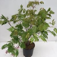 Plantenwinkel.nl Japanse esdoorn (Acer Japonicum "Aconitifolium") heester - 60+ cm - 1 stuks