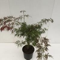 Plantenwinkel.nl Japanse esdoorn (Acer palmatum "Ornatum") heester - 50-60 cm - 1 stuks