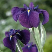 Moeringswaterplanten Bonte Japanse iris (Iris ensata â€œVariegataâ€) moerasplant - 6 stuks
