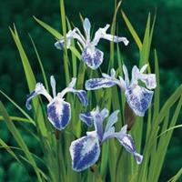 Moeringswaterplanten Gevlekte Japanse iris (Iris laevigata â€œMottled Beautyâ€) moerasplant - 6 stuks