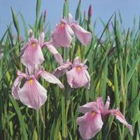 Moeringswaterplanten Roze Japanse iris (Iris laevigata â€œRose Queenâ€) moerasplant - 6 stuks