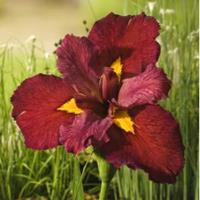 Moeringswaterplanten Rode Japanse iris (Iris Louisiana Ann Chowning) moerasplant - 6 stuks