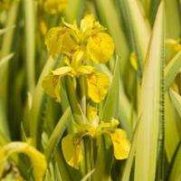 Moeringswaterplanten Bonte gele iris (Iris pseudacorus â€œvariegataâ€) moerasplant - 6 stuks