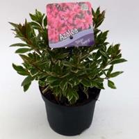 Plantenwinkel.nl Rododendron (Rhododendron Japonica "Silver Sword") heester - 15-20 cm - 8 stuks