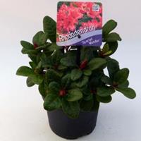 Plantenwinkel.nl Rododendron (Rhododendron Repens "Scarlet Wonder") heester - 15-20 cm - 8 stuks