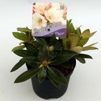 Plantenwinkel.nl Rododendron (Rhododendron yakushimanum "Dusty Miller") heester - 8 stuks