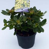 Plantenwinkel.nl Dwerg rododendron (Rhododendron "Shamrock") heester - 15-20 cm - 8 stuks