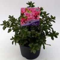 Plantenwinkel.nl Rododendron (Rhododendron Japonica "Anne Frank") heester - 15-20 cm - 8 stuks