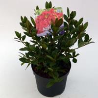 Plantenwinkel.nl Rododendron (Rhododendron Japonica "Arabesk") heester - 12-20 cm - 8 stuks
