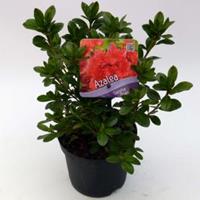 Plantenwinkel.nl Rododendron (Rhododendron Japonica "Geisha Orange") heester - 12-20 cm - 8 stuks