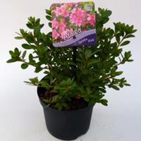 Plantenwinkel.nl Rododendron (Rhododendron Japonica "Geisha Pink") heester - 15-20 cm - 8 stuks
