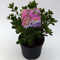 Plantenwinkel.nl Rododendron (Rhododendron Japonica "Geisha Purple") heester - 15-20 cm - 8 stuks