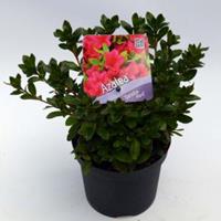 Plantenwinkel.nl Rododendron (Rhododendron Japonica "Geisha Red") heester - 15-20 cm - 8 stuks