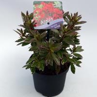 Plantenwinkel.nl Rododendron (Rhododendron Japonica "Hotshot Variegata") heester - 15-20 cm - 8 stuks