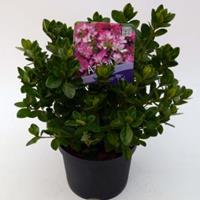 Plantenwinkel.nl Rododendron (Rhododendron Japonica "Izum-No-Mai") heester - 15-20 cm - 8 stuks