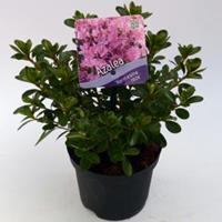Plantenwinkel.nl Rododendron (Rhododendron Japonica "Kermesina Rose") heester - 15-20 cm - 8 stuks