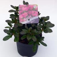 Plantenwinkel.nl Rododendron (Rhododendron Japonica "Melina") heester - 15-20 cm - 8 stuks