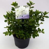 Plantenwinkel.nl Rododendron (Rhododendron Japonica "Pleasant White") heester - 15-20 cm - 8 stuks