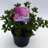 Plantenwinkel.nl Rododendron (Rhododendron Japonica "Purpurtraum") heester - 15-20 cm - 8 stuks