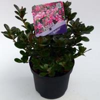 Plantenwinkel.nl Rododendron (Rhododendron Japonica "Rokoko") heester - 15-20 cm - 8 stuks