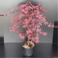 Plantenwinkel.nl Japanse esdoorn (Acer palmatum "Fireglow") heester