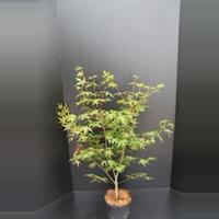 Plantenwinkel.nl Japanse esdoorn (Acer palmatum "Osakasuki") heester - 60-80 cm - 1 stuks