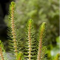 Moeringswaterplanten Vederkruid (Myriophyllum crispata) zuurstofplant - 10 stuks
