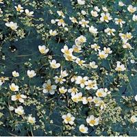 Moeringswaterplanten Fijne waterranonkel (Ranunculus aquatilis) zuurstofplant - 10 stuks
