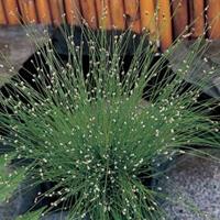 Moeringswaterplanten Naaldgras (Scirpus cernuus) zuurstofplant - 10 stuks