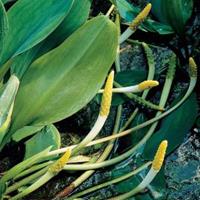 Moeringswaterplanten Goudknots (Orontium aquaticum) moerasplant - 6 stuks