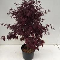 Plantenwinkel.nl Japanse esdoorn (Acer palmatum "Bloodgood") heester - 80+ - 1 stuks