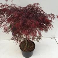 Plantenwinkel.nl Japanse esdoorn (Acer palmatum "Garnet") heester - 60+ cm - 1 stuks