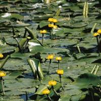Moeringswaterplanten Gele plomp (Nuphar lutea) waterlelie - 6 stuks