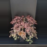 Plantenwinkel.nl Japanse esdoorn (Acer palmatum "Inaba Shidare") heester - 60-80 cm - 1 stuks