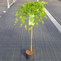 Plantenwinkel.nl Japanse esdoorn (Acer palmatum "Ryusen") heester - op stam 90 cm - 1 stuks