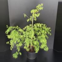 Plantenwinkel.nl Japanse esdoorn (Acer palmatum "Dissectum") heester - 60-80 cm - 1 stuks