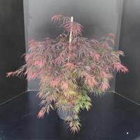 Plantenwinkel.nl Japanse esdoorn (Acer palmatum "Garnet") heester - 60-80 cm - 1 stuks