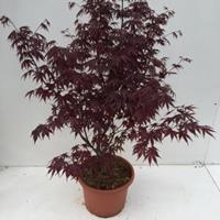 Plantenwinkel.nl Japanse esdoorn (Acer palmatum "Bloodgood") heester - 80-100 cm - 1 stuks