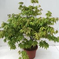 Plantenwinkel.nl Japanse esdoorn (Acer palmatum "Osakasuki") heester - 80-100 cm - 1 stuks