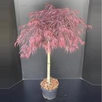 Plantenwinkel.nl Japanse esdoorn op stam (Acer palmatum "Garnet") heester - Op stam 80 cm - 1 stuks