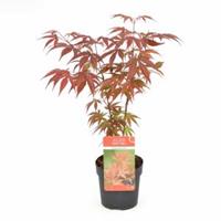 Plantenwinkel.nl Japanse esdoorn (Acer Palmatum "Atropurpureum") - 20-25 cm - 12 stuks